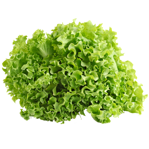 Lettuce - Green 1Pc (200G-300G)