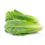 Hydroponic Romaine Lettuce by Ogreens 150G